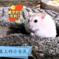 萌宠欢乐秀：小仓鼠搞笑视频大盘点